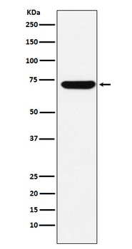 Anti-ZBTB7A Rabbit Monoclonal Antibody
