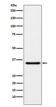 MDH1 Rabbit Monoclonal Antibody