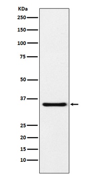 Anti-MDH1 Rabbit Monoclonal Antibody