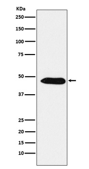 Anti-EBP1 / PA2G4 Rabbit Monoclonal Antibody