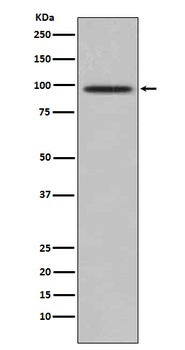 TRAF6BP Rabbit Monoclonal Antibody