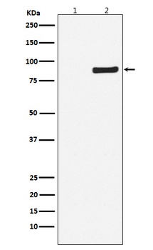 Phospho-NAK/TBK1 (S172) Rabbit Monoclonal Antibody