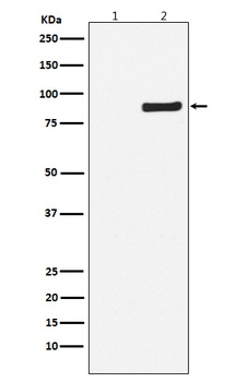 Anti-Phospho-NAK/TBK1 (S172) Rabbit Monoclonal Antibody