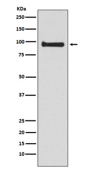 Anti-VAV3 Rabbit Monoclonal Antibody