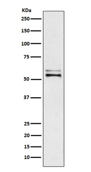 Anti-Angiotensinogen Rabbit Monoclonal Antibody