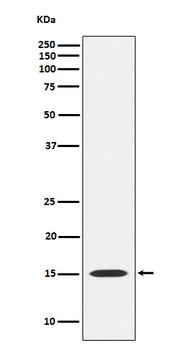 Anti-MAGOH Rabbit Monoclonal Antibody