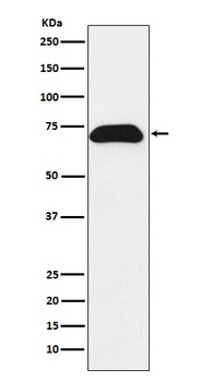Anti-PDZK1 Rabbit Monoclonal Antibody