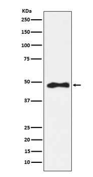 AP2 alpha Rabbit Monoclonal Antibody
