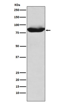 Anti-MALT1 Rabbit Monoclonal Antibody