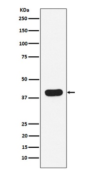 HLA B7 Rabbit Monoclonal Antibody