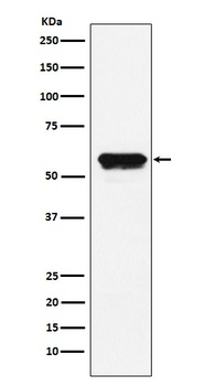 Angiotensinogen Rabbit Monoclonal Antibody