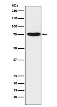 Anti-TRAP1 Rabbit Monoclonal Antibody