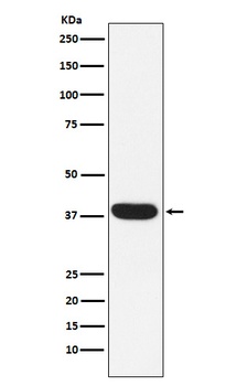 Anti-MYF5 Rabbit Monoclonal Antibody
