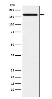 Anti-IL17A Receptor Rabbit Monoclonal Antibody
