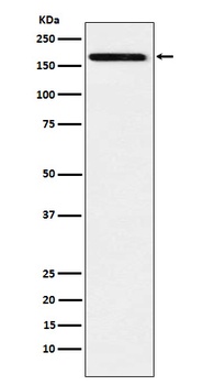 IL17A Receptor Rabbit Monoclonal Antibody