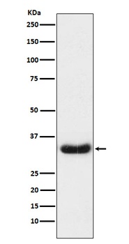 Anti-LEFTY1 + LEFTY2 Rabbit Monoclonal Antibody