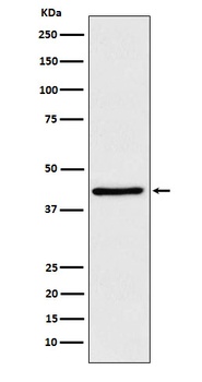 Anti-WIF1 Rabbit Monoclonal Antibody