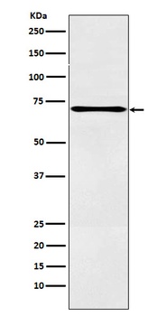 Anti-LOX12 Rabbit Monoclonal Antibody