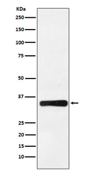 HOXB4 Rabbit Monoclonal Antibody