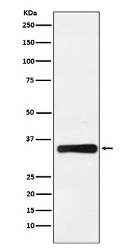 Anti-HOXB4 Rabbit Monoclonal Antibody