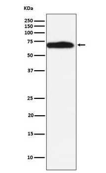 Anti-RYK Rabbit Monoclonal Antibody