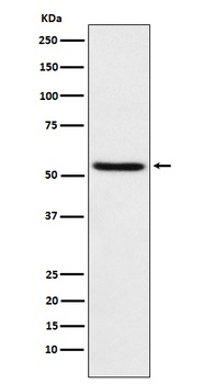 Anti-TEAD1 Rabbit Monoclonal Antibody