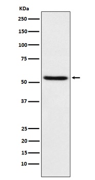 TEAD1 Rabbit Monoclonal Antibody