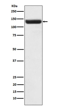 Anti-ZNF217 Rabbit Monoclonal Antibody