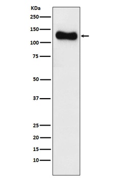 Anti-SAP97 Rabbit Monoclonal Antibody