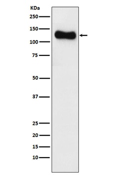 SAP97 Rabbit Monoclonal Antibody