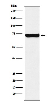Anti-SESN1 Rabbit Monoclonal Antibody