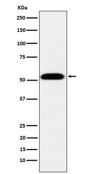 Anti-TEAD1 Rabbit Monoclonal Antibody