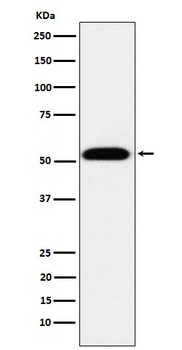 TEAD1 Rabbit Monoclonal Antibody