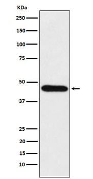 Anti-CDC123 Rabbit Monoclonal Antibody