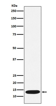 Anti-CCL21 Rabbit Monoclonal Antibody