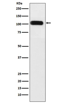 Anti-SERCA1 ATPase Rabbit Monoclonal Antibody