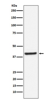 Anti-Inhibin beta A Rabbit Monoclonal Antibody