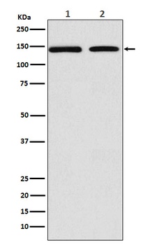 DNA Polymerase gamma Rabbit Monoclonal Antibody
