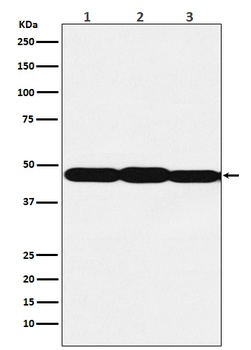 Anti-ESE1 Rabbit Monoclonal Antibody