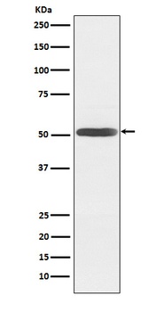 Inhibin beta B Rabbit Monoclonal Antibody