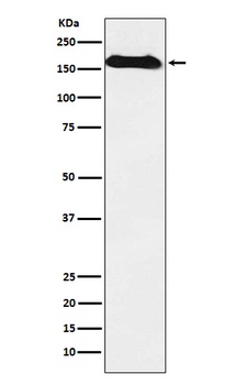 Anti-NAIP Rabbit Monoclonal Antibody