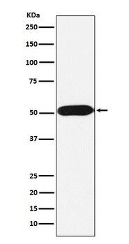 FKBP38 Rabbit Monoclonal Antibody
