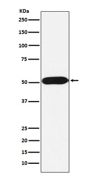 Anti-FKBP38 Rabbit Monoclonal Antibody