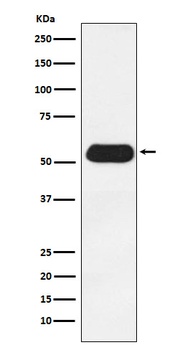 Anti-ESRRG Rabbit Monoclonal Antibody