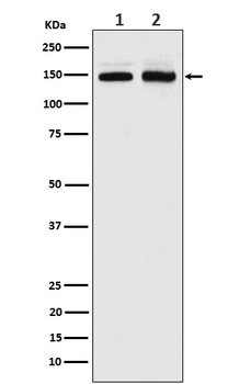 PI 3 Kinase R4 Rabbit Monoclonal Antibody