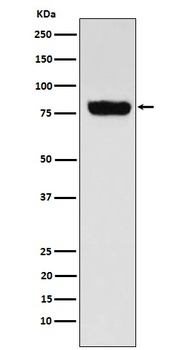 Anti-SLC22A3 Rabbit Monoclonal Antibody