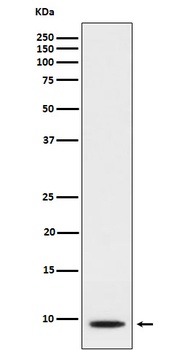 Anti-CXCL5 Rabbit Monoclonal Antibody