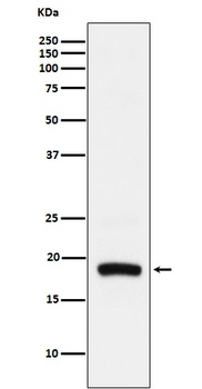 Anti-ARF5 Rabbit Monoclonal Antibody