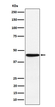 HLA F Rabbit Monoclonal Antibody