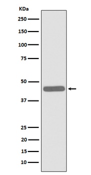 Anti-ALKBH1 Rabbit Monoclonal Antibody